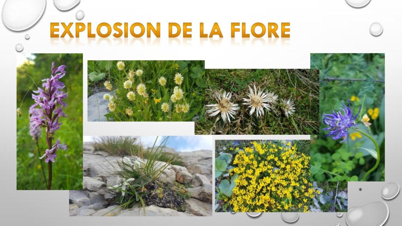 Les Blanches Provencales Bed & Breakfast Selonnet Exterior foto